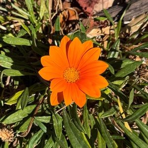 Meet your Posher, Celia